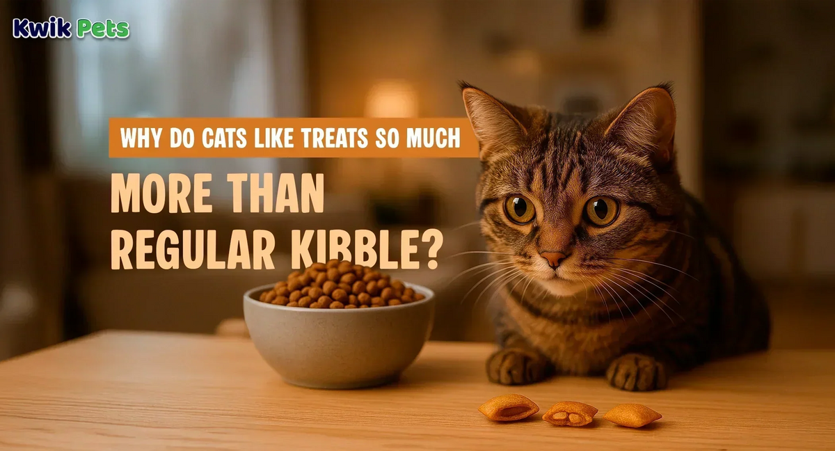 Why Do Cats Like Treats So Much More Than Regular Kibble?