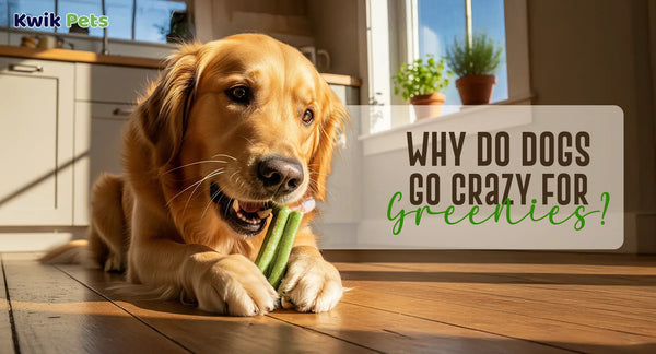 Why Do Dogs Go Crazy For Greenies?