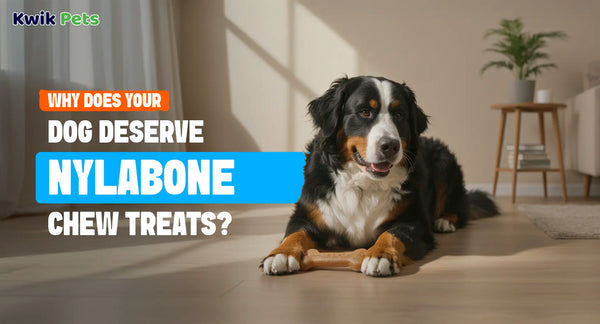 Why Does Your Dog Deserve Nylabone Chew Treats