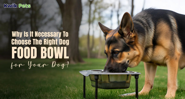 Why Is It Necessary To Choose The Right Dog Food Bowl For Your Dog
