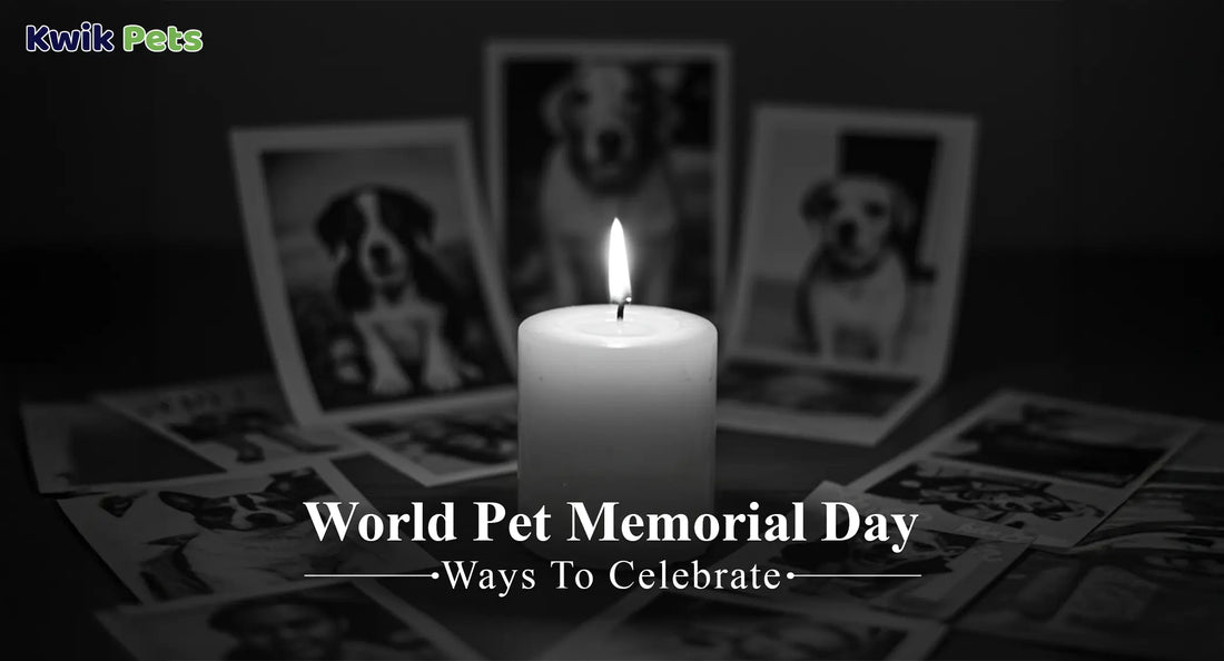 World Pet Memorial Day- Ways To Celebrate