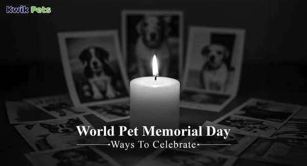 World Pet Memorial Day- Ways To Celebrate