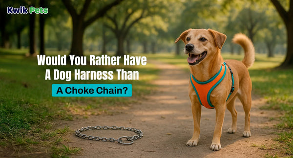 Would You Rather Have A Dog Harness Than A Choke Chain?