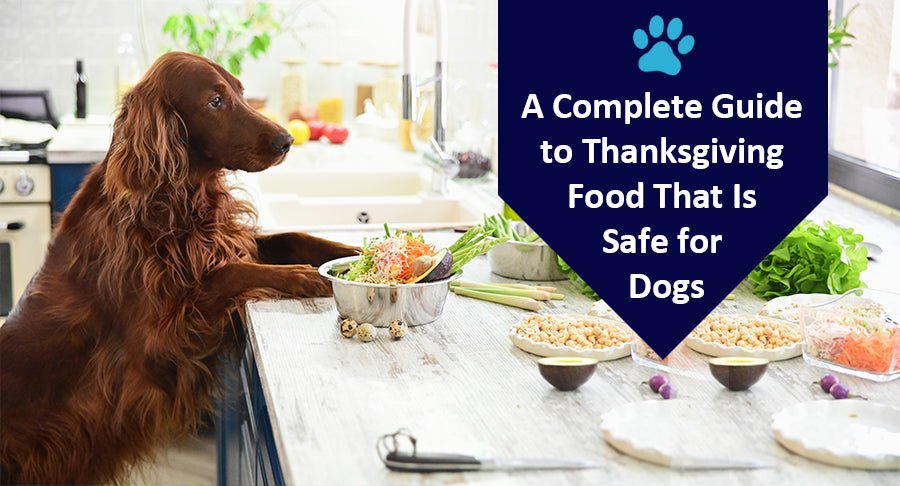 A Complete Guide to Thanksgiving Food That Is Safe for Dogs - Kwik Pets