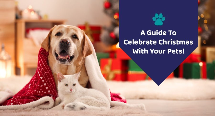 A Guide To Celebrate Christmas With Your Pets!