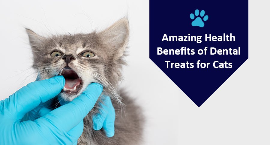 Amazing Health Benefits of Dental Treats for Cats - Kwik Pets