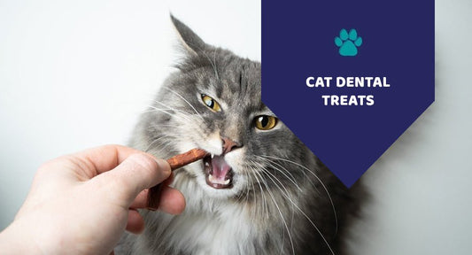 Are Cat Dental Treats Really Beneficial For Their Dental Health? - Kwik Pets