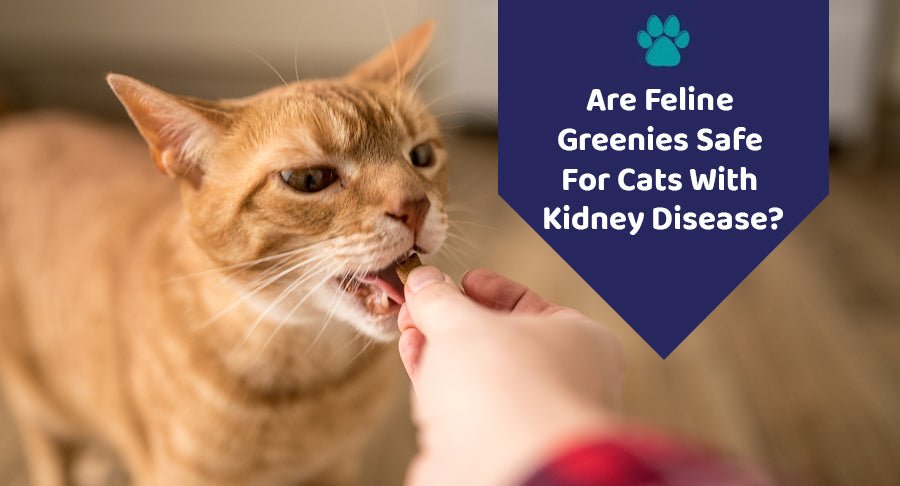 Are Feline Greenies Safe For Cats With Kidney Disease?