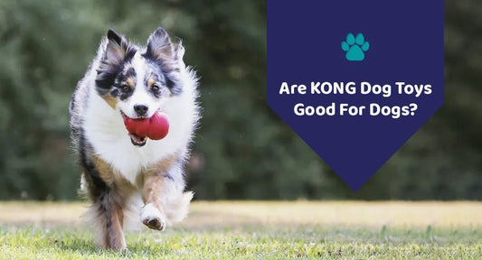 Are KONG Dog Toys Good For Dogs? - Kwik Pets
