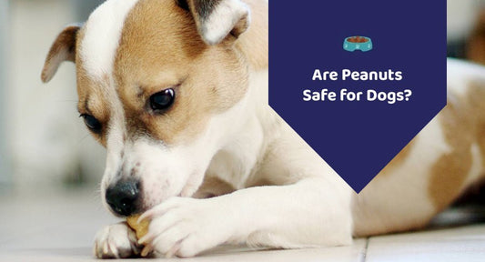 Are Peanuts Safe for Dogs? - Kwik Pets