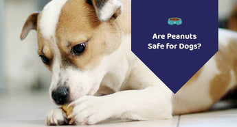 Are Peanuts Safe for Dogs?