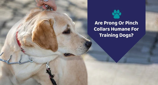 Are Prong or Pinch Collars Humane For Training Dogs? - Kwik Pets