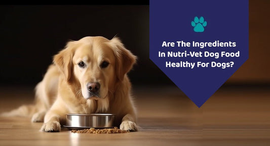 Are The Ingredients In Nutri-Vet Dog Food Healthy For Dogs? - Kwik Pets
