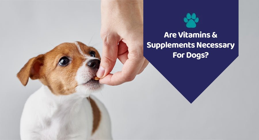 Are Vitamins And Supplements Necessary For Dogs? - Kwik Pets