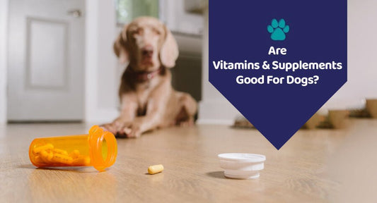 Are Vitamins & Supplements Good For Dogs? - Kwik Pets