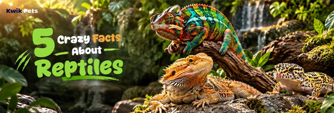 5 Crazy Facts About Reptiles