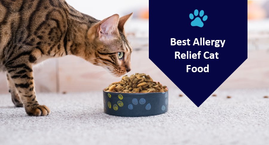 Best Allergy Relief Cat Food For Your Cat - Kwik Pets