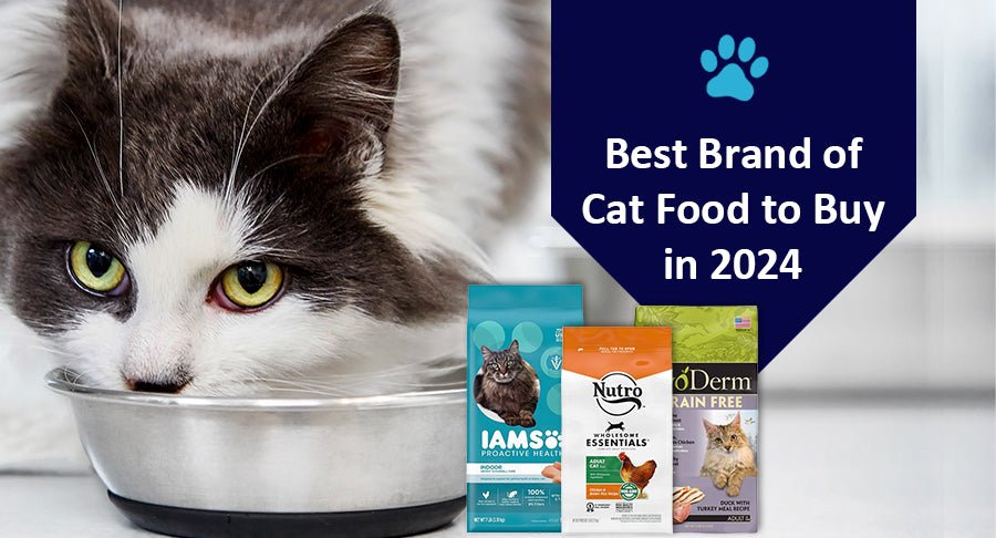 Best Brand of Cat Food to Buy in 2024 - Kwik Pets