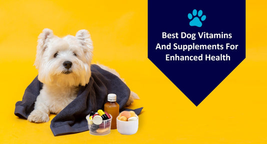 Best Dog Vitamins And Supplements For Enhanced Health - Kwik Pets