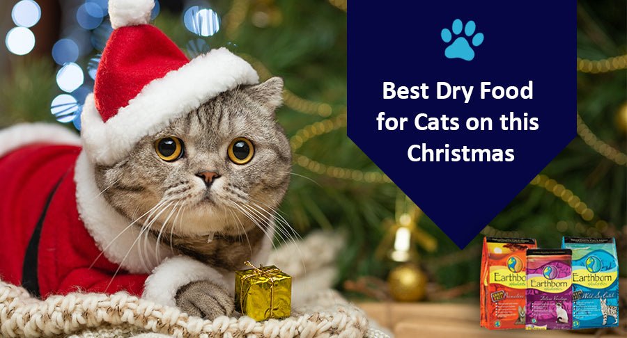 Best Dry Food for Cats on This Christmas - Kwik Pets
