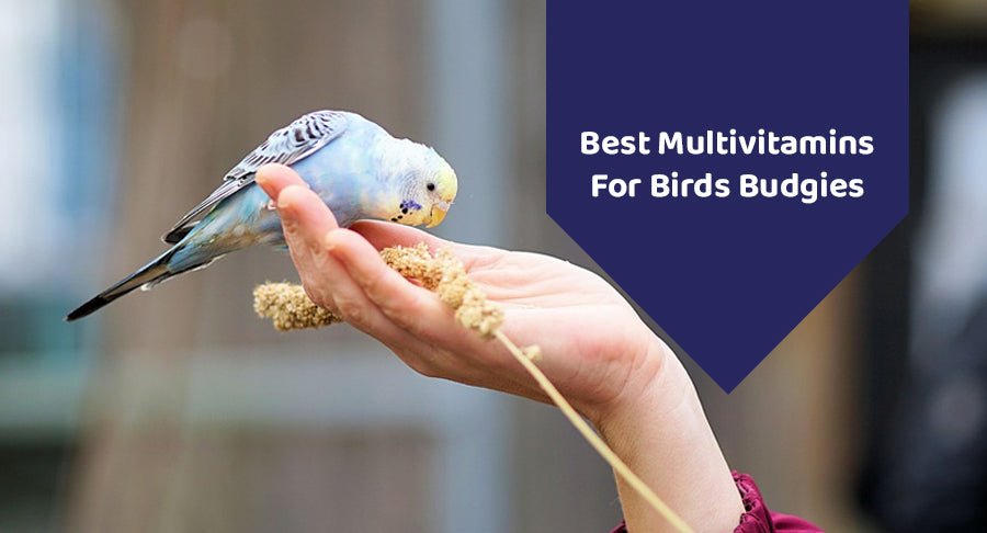 Best Multivitamins For Birds Budgies - Kwik Pets