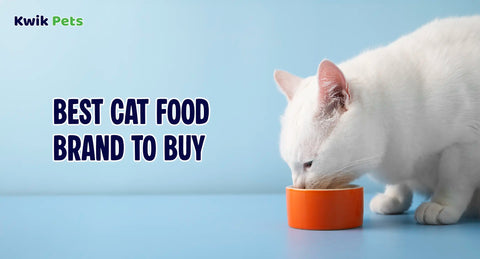 Best Brand of Cat Food to Buy in 2026