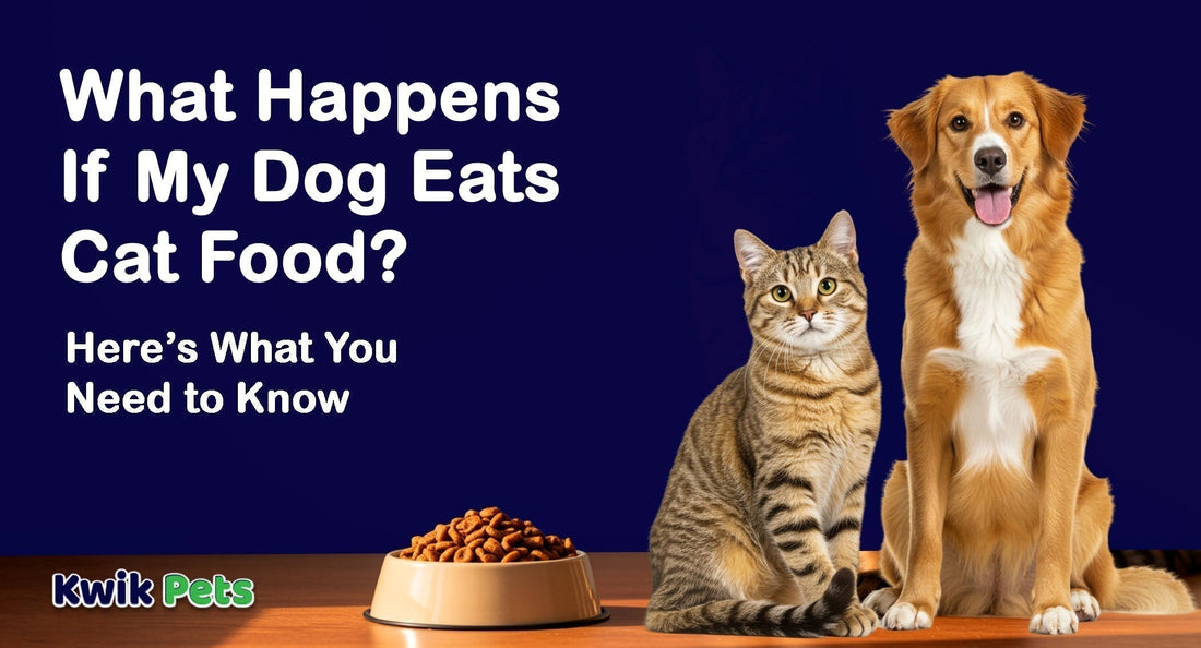 What Happens If My Dog Eats Cat Food? Here’s What You Need to Know