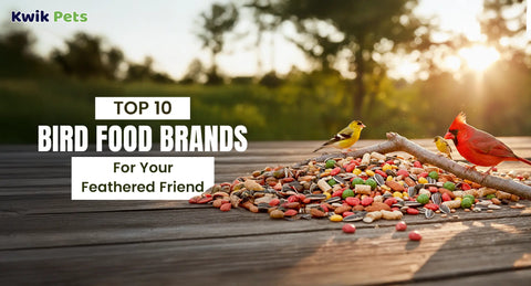Top 10 Bird Food Brands That Pick for Every Feathered Friend