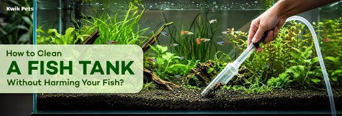 How to Clean a Fish Tank Without Harming Your Fish?