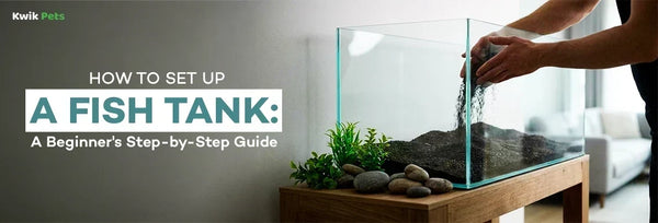 how to set up a fish tank