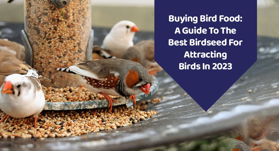 Buying Bird Food: A Guide To The Best Birdseed For Attracting Birds In 2023 - Kwik Pets