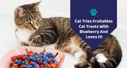 Cat Tries Fruitables Cat Treats With Blueberry And Loves It! - Kwik Pets