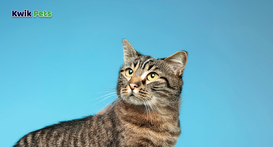 Top 10 Fascinating Facts About Cats