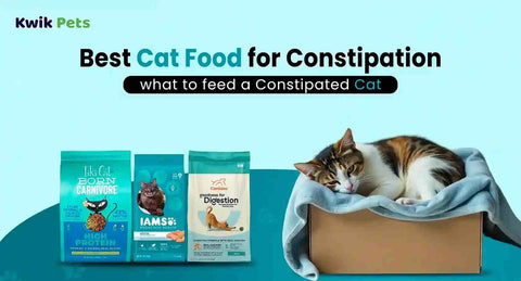 Best Cat Food for Constipation: What to Feed a Constipated Cat in 2026