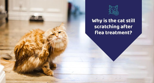 Cheristin Flea Treatment for Cats: Why? How? When? Get all Your Answers here. - Kwik Pets