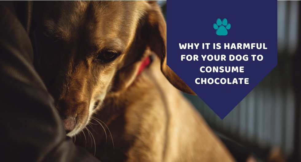 Chocolate Bad for Dogs - Why It Is Harmful For Your Dog To Consume Chocolate