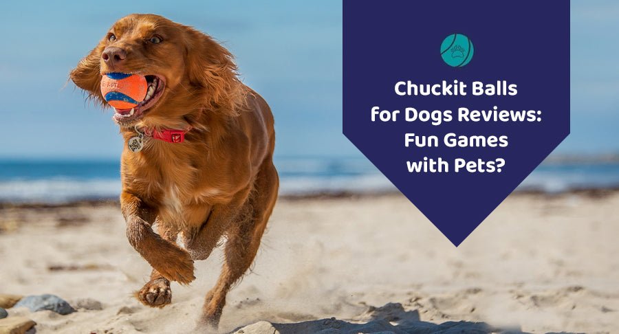 Chuckit Balls for Dogs Reviews: Fun Games with Pets?