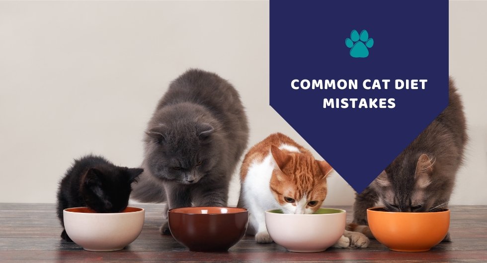 Common Cat Diet Mistakes - Kwik Pets