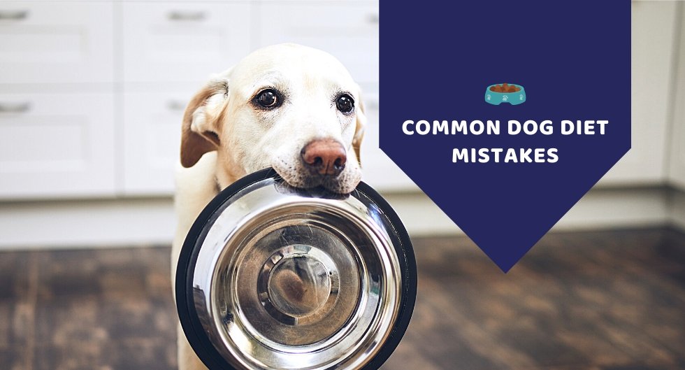 Common Dog Diet Mistakes