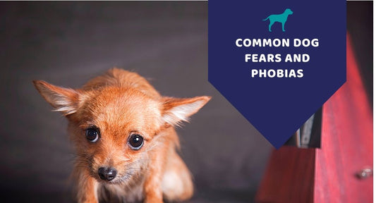 Common Dog Fears & Phobias You Should Know About - Kwik Pets