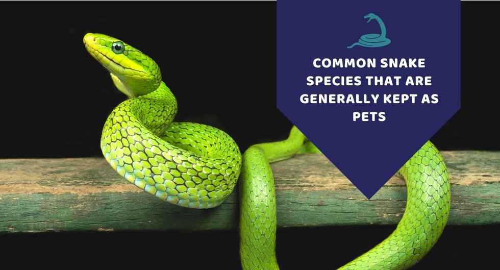 Common Snake Species That Are Generally Kept As Pets