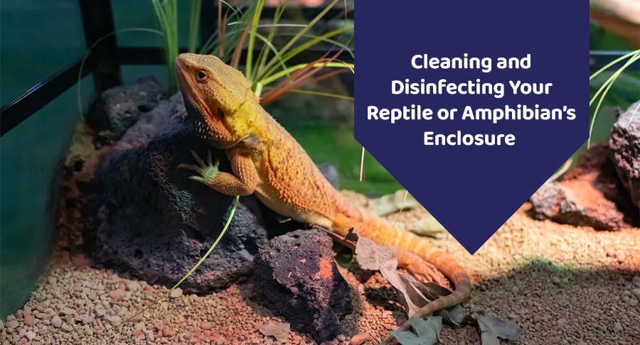 Disinfecting Your Reptile's Enclosure With f10 SC Veterinary Disinfectant