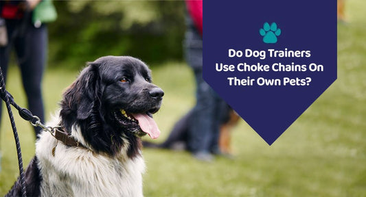 Do Dog Trainers Use Choke Chains On Their Own Pets? - Kwik Pets