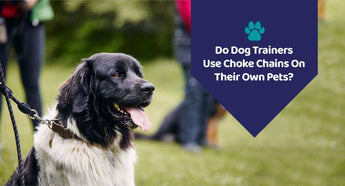 Do Dog Trainers Use Choke Chains On Their Own Pets?