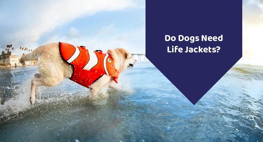 Do Dogs Need Life Jackets?