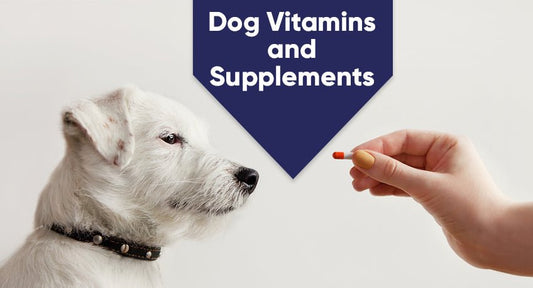 Do Vitamins and Supplements Help dogs health? - Kwik Pets