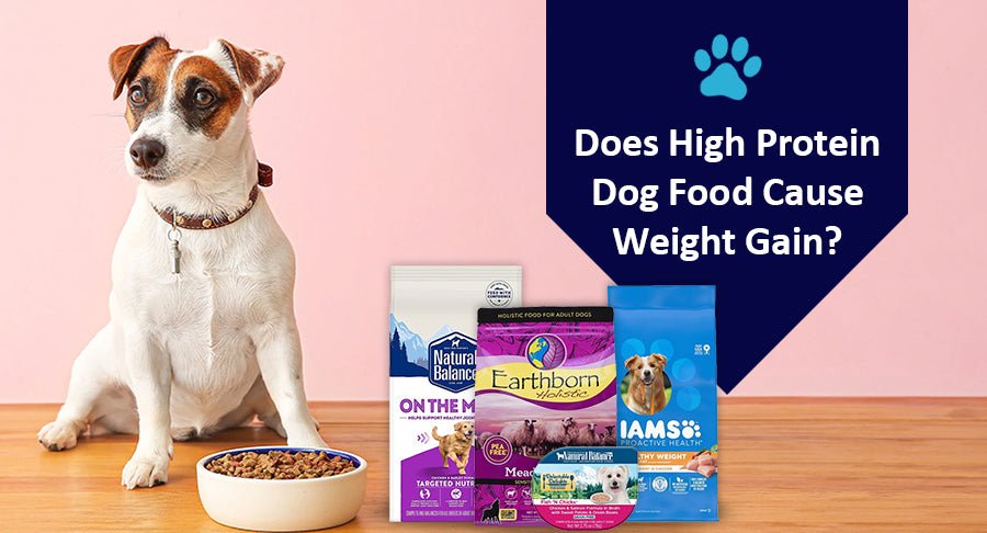 Does High Protein Dog Food Cause Weight Gain? - Kwik Pets