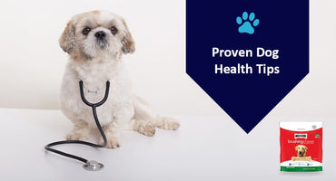 Dog Health Tips: Amazing Tips to Keep Your Dog Healthy - Kwik Pets
