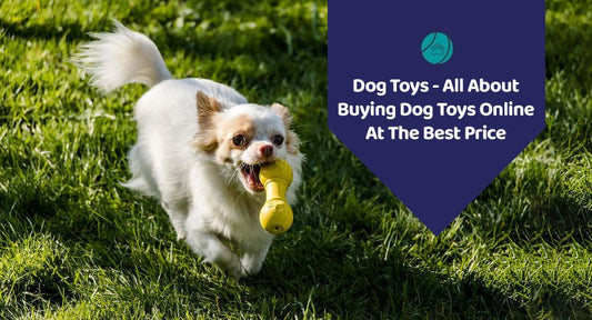 Dog Toys- All About Buying Dog Toys Online At The Best Price - Kwik Pets