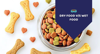 Dry Food vs Wet Food - What's Good For Your Furry Friend